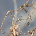 Cysts (the large white growths) on the roots of a soybean plant.