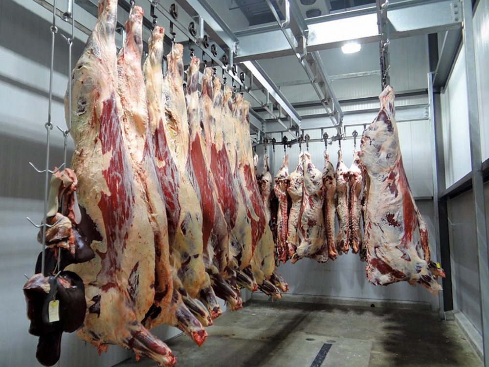 beef carcasses