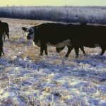 Inventories burdensome on heavier-weight cattle