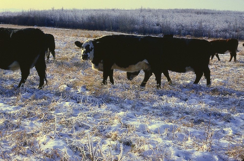 Inventories burdensome on heavier-weight cattle