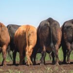 Methane emissions from cattle are prompting a round of global research.