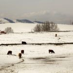 “Cattle eat well in the cold and they eat more when it’s cold.” – Allan Munroe of Killarney Auction Mart.