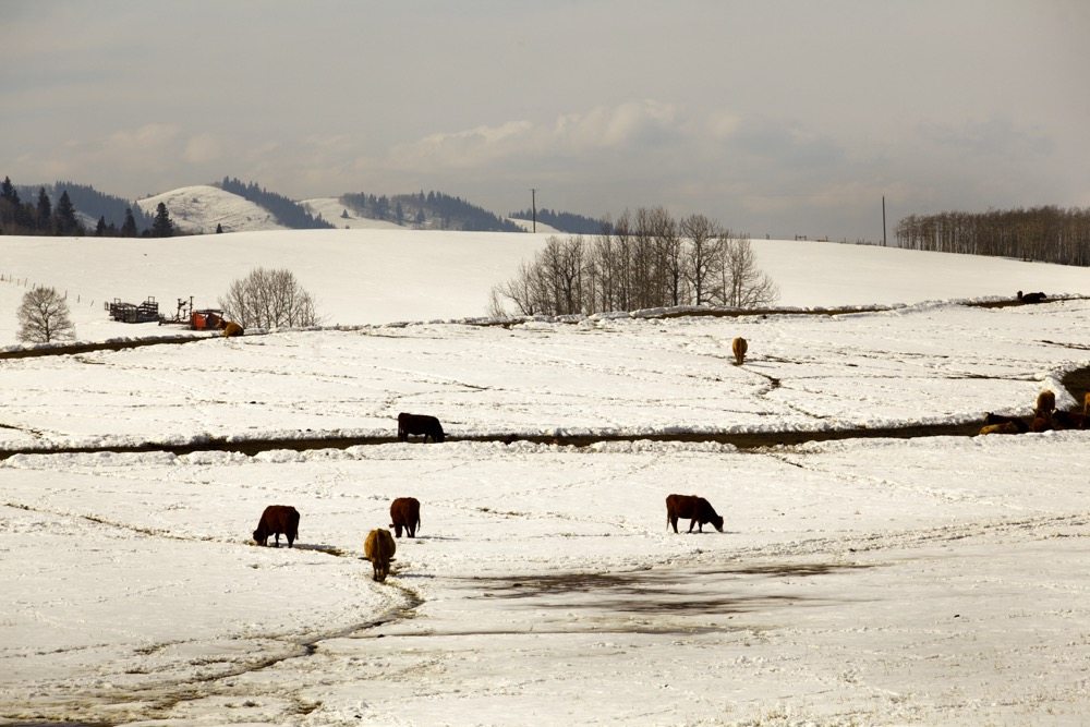 “Cattle eat well in the cold and they eat more when it’s cold.” – Allan Munroe of Killarney Auction Mart.