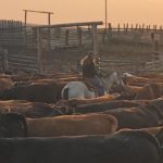 If properly designed and maintained, older pens and handling facilities generally don’t
need upgrades for sustainable beef certification.