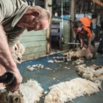 Sheep shearers are a hot commodity in Australia right now as producers try to capitalize on higher wool prices after a generations-long slump.