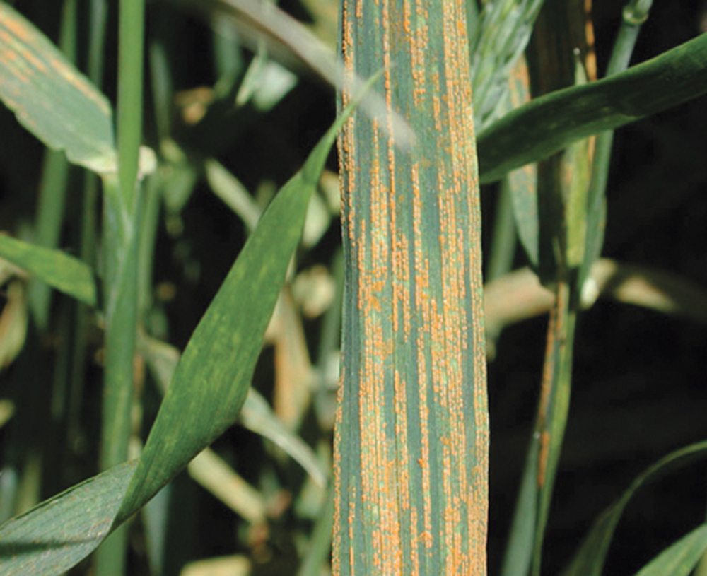Wheat stripe rust, seen here, and oat crown rust, are the subjects of a joint U.S.-Australia study.