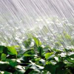 Argentina’s late rainfalls drag on oilseed futures