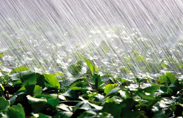 Argentina’s late rainfalls drag on oilseed futures