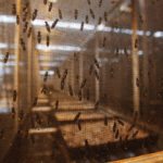 Black soldier flies are held in a pen at the Enterra Feed Corporation in Langley, British Columbia.
