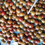Masses of multicoloured Asian lady beetles often form in darker, concealed locations, says Manitoba Agriculture entomologist John Gavloski.