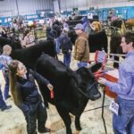 Madison Petrick and Calvin Murphy of Whitewood, Sask. prepare to enter the show ring at the all-breeds heifer show, which featured a full barn and record 110 entries.