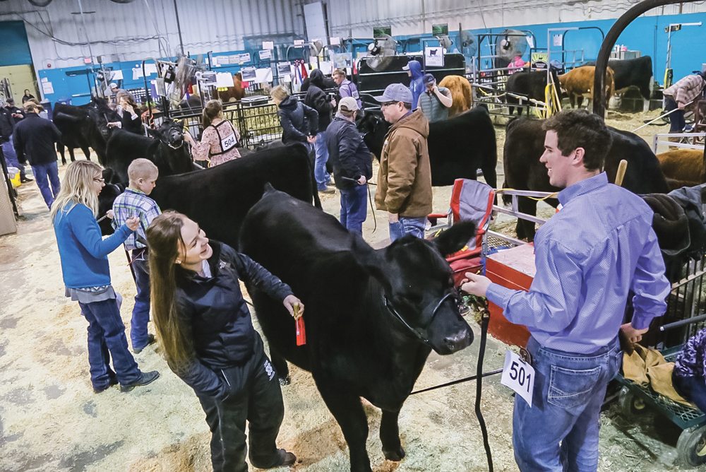 Madison Petrick and Calvin Murphy of Whitewood, Sask. prepare to enter the show ring at the all-breeds heifer show, which featured a full barn and record 110 entries.