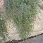 Thyme cascading down from a raised planter. 