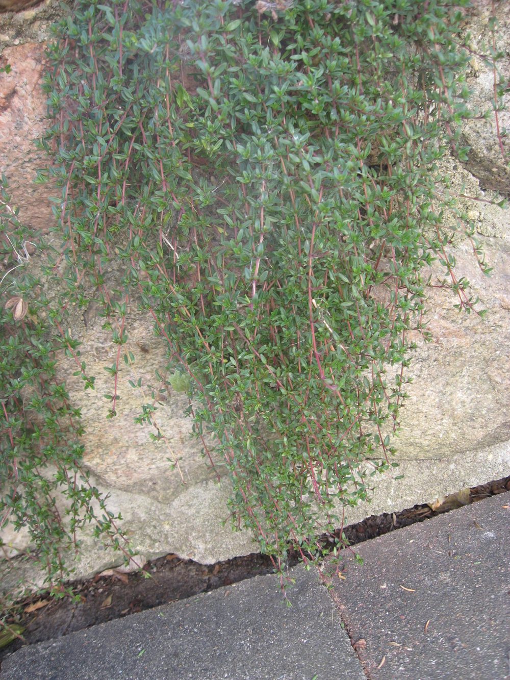 Thyme cascading down from a raised planter. 