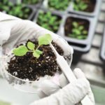 Just exactly how cellulose is made by plants has always been
a bit of a mystery.
