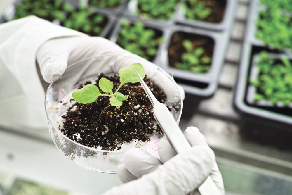 Just exactly how cellulose is made by plants has always been  a bit of a mystery.