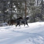 The heavier winter coat protects horses from the harsh weather, but when spring arrives it begins to loosen and fall out.