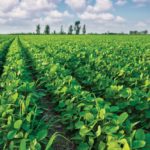 Manitoba’s soybean growers are facing protein-related discounts from some buyers.