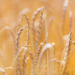 Ancient wheat varieties, like this spelt crop seen here in the field, have garnered plenty of consumer attention recently. The CDC has just released breeder seed for four new hulled varieties.