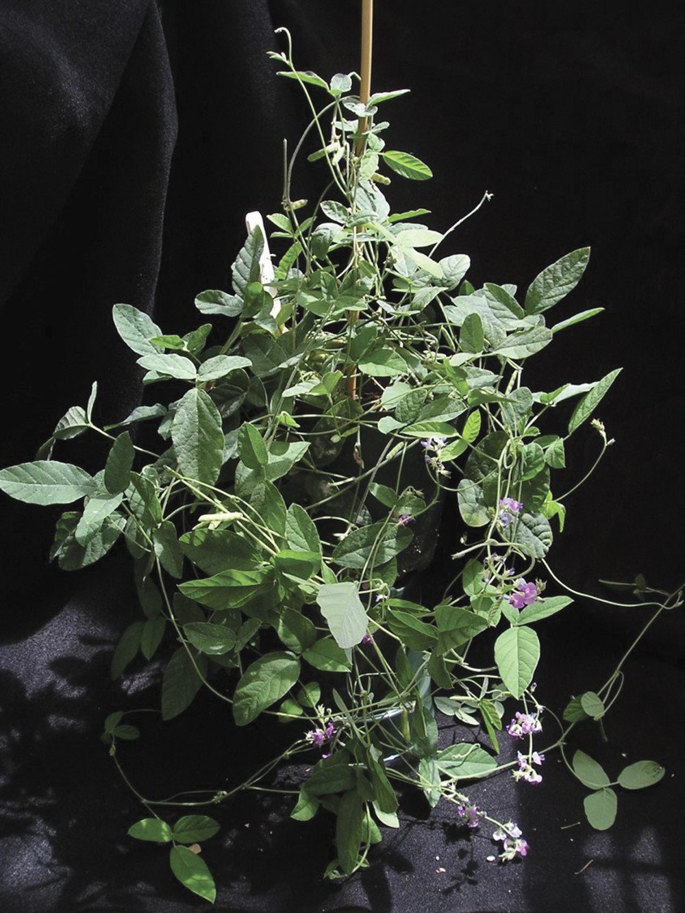 This unassuming vine from Australia has given soybean yields a boost, researchers say.   PHOTO: UNIVERSITY OF ILLINOIS