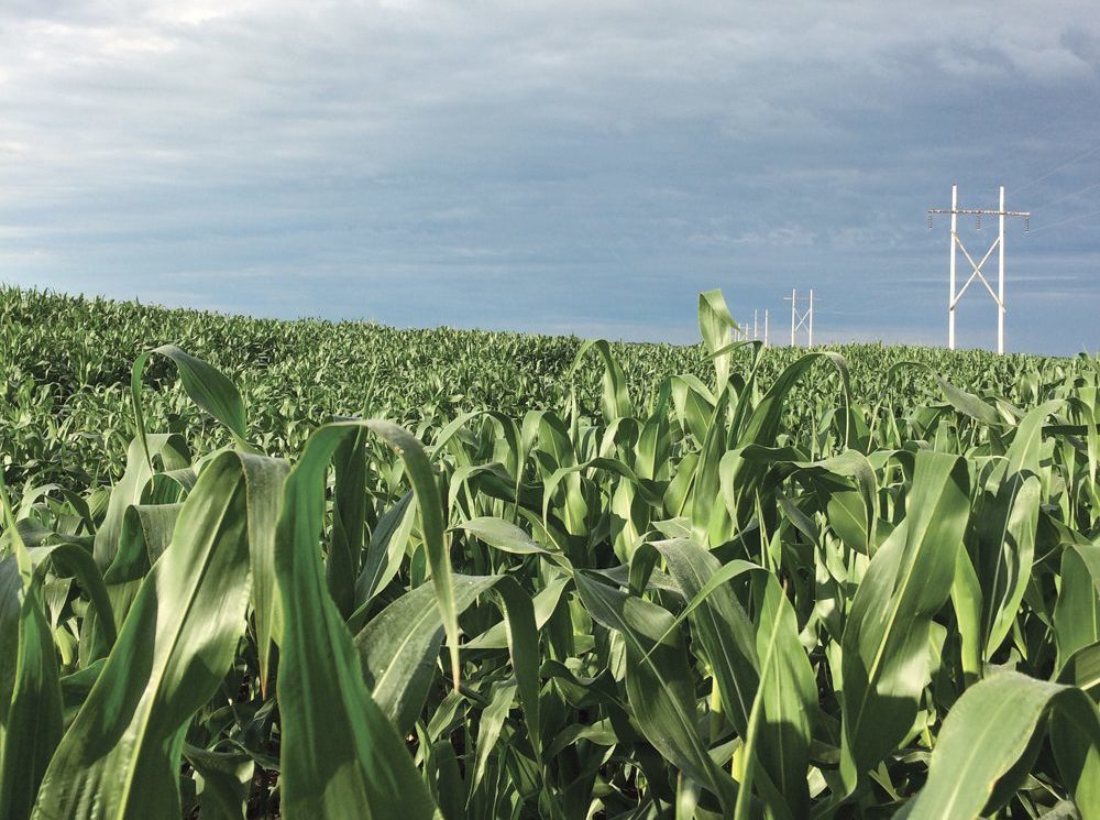 “I’ve been told corn prices ‘have reached a new plateau’ five different times and I’m still waiting for that plateau.” – Eugene Glock.