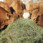 There are a number of issues to consider when choosing a sychronization program for your cow herd.