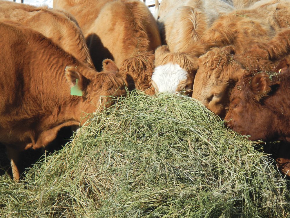 There are a number of issues to consider when choosing a sychronization program for your cow herd.