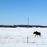 A moose walks across a field near the Manitoba/Saskatchewan border. It's not just humans who are tired of the cold weather, wildlife is likely looking for it to end as well.