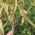 A close-up of a lower stem lesion on soybean caused by phytophthora.