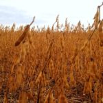 A speaker at a recent symposium said low protein levels in Manitoba soybeans will be a problem as growers face market competition next door in Ontario.