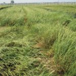 Chinese geneticists have mapped the subgenome in wheat that was contributed by einkorn wheat, seen here.