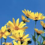 The Jerusalem artichoke has revealed the genetic advantage of invasive species.
