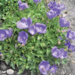 Blue Clips will provide blooms all summer.