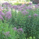 Joe Pye Weed in a large perennial border is quite stunning  in the late-summer garden.