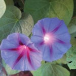 The contrasting centre of this bloom creates a dazzling, almost glowing effect.