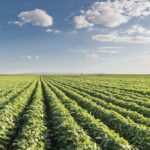 Pulse growers urge low moisture management for seeding