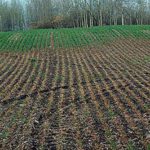 Manitoba winter wheat growers have reported spotty damage in their fields this spring, especially in the Interlake.