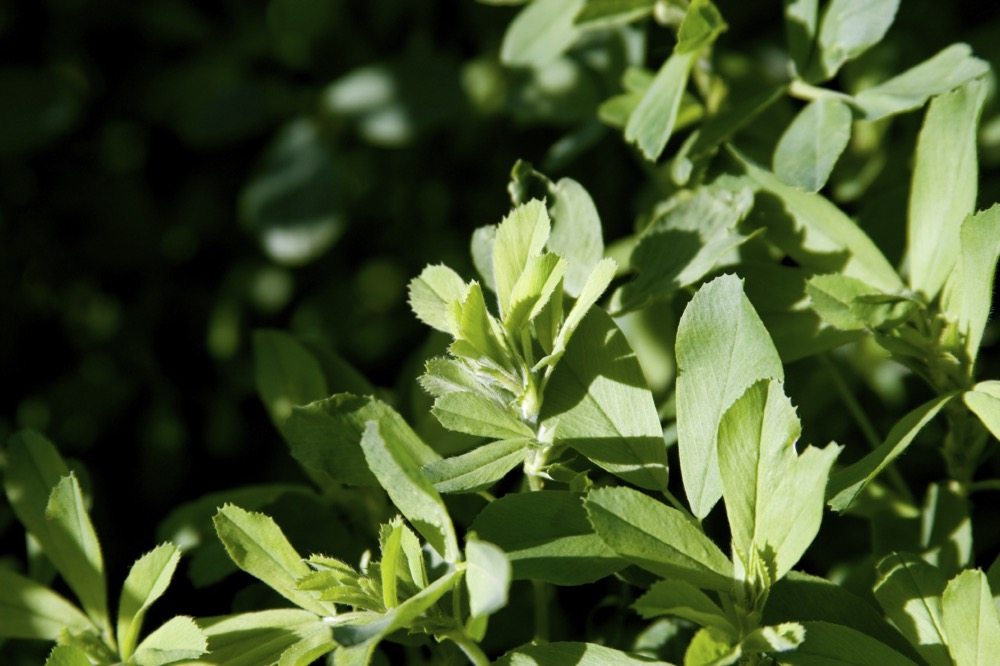 Manitoba Forage and Grassland Association's Green Gold program is seeking producers with hay fields that are mostly alfalfa, fairly new, and in good condition.