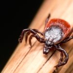 The province has a variety of different suggestions farmers can employ to help avoid picking up ticks while out in the field.