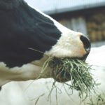 The Manitoba government has singled out the province’s beekeepers, dairy farmers, sheep producers and the horticulture sector for the $176-million Manitoba interpretation of the Canadian Agricultural Partnership.