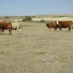 Manitoba cattle producers are hoping for rain to reinvigorate dry pastures after a late spring.