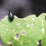 Dry weather has been bad news for canola emergence, but good news for flea beetles.