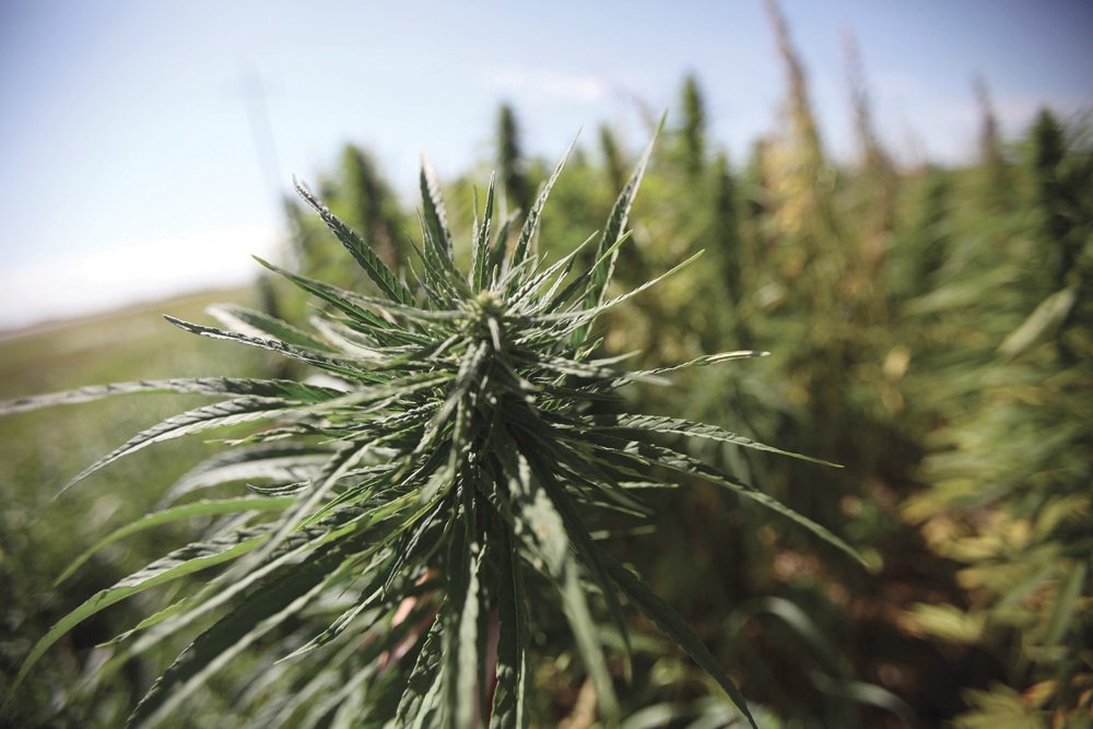 Hemp growers hope cannabis legalization will remove some legal roadblocks they’ve been facing.