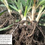 "Winter wheat has an amazing ability to produce a lot of tillers,“ says Lionel Kaskiw with Manitoba Agriculture.