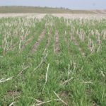Winter wheat claims have been the largest issue with crop insurance so far this season.