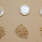 The Canadian Grain Commission will use individual standard samples for frost/heat stress and mildew replacing the current combined standard samples as the assessment tools for these grading factors in all classes of western Canadian wheat starting Aug. 1. This photo shows various amounts of mildew versus a sound sample.