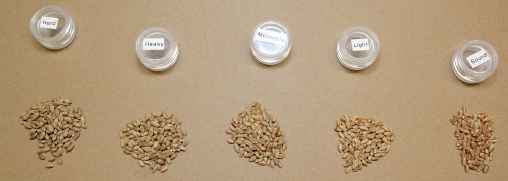 The Canadian Grain Commission will use individual standard samples for frost/heat stress and mildew replacing the current combined standard samples as the assessment tools for these grading factors in all classes of western Canadian wheat starting Aug. 1. This photo shows various amounts of mildew versus a sound sample.