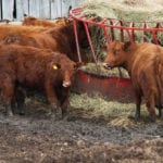 Manitoba cattle producers are scrambling for hay while they wait for their pastures to regrow.