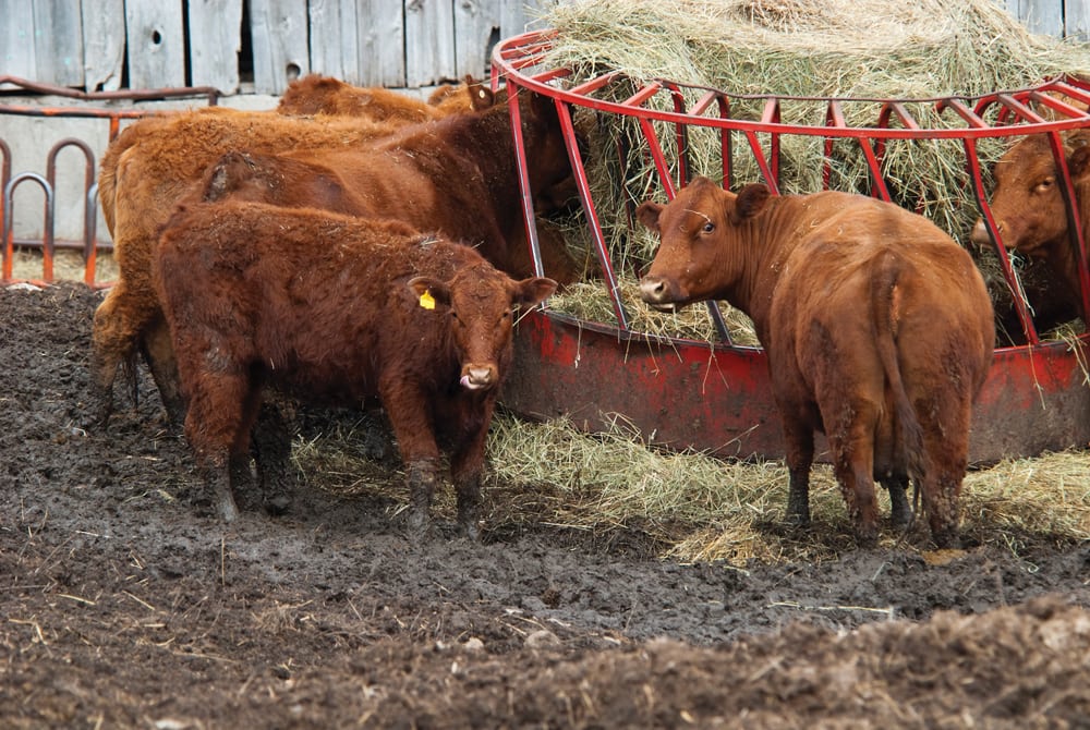 Manitoba cattle producers are scrambling for hay while they wait for their pastures to regrow.