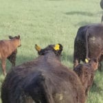 Flies swarm around these cattle as they are being moved.